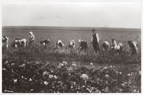 Bulgarian migrant farmworkers during harvest