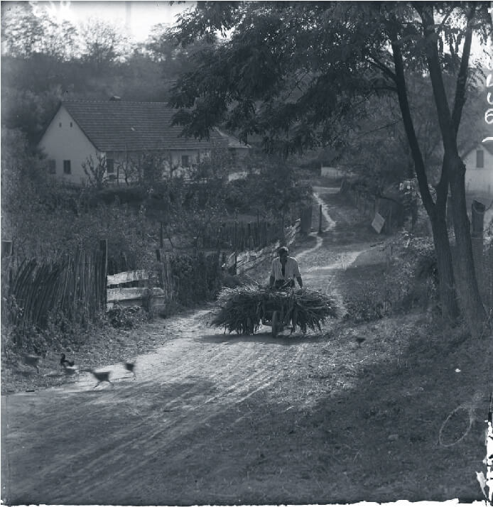 Hungarian peasant on dirt road pushing reeds in a wheelbarrow