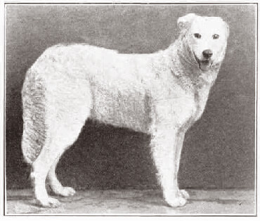 Hungarian sheepdog or kuvasz