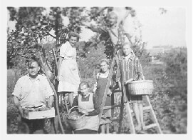 Pista picking apples with hired farmworkers in 1940