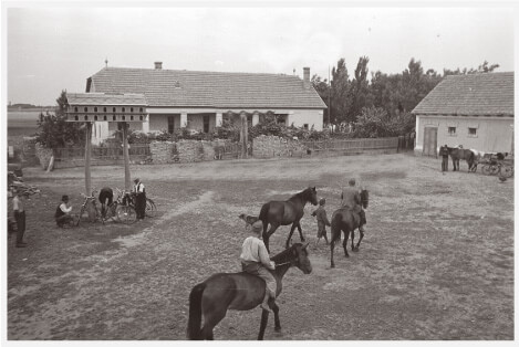 Horses in a courtyard