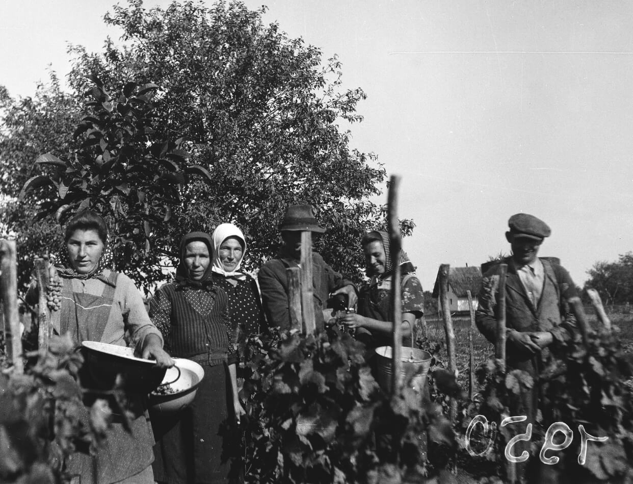 Grape harvest in Hungary 1950
