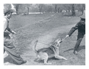 German shepherd undergoing police dog training in Hungary 1954