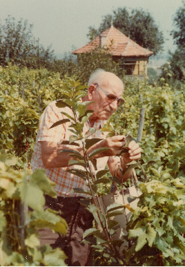 Pista tending to his grape on a small patch of vineyard land