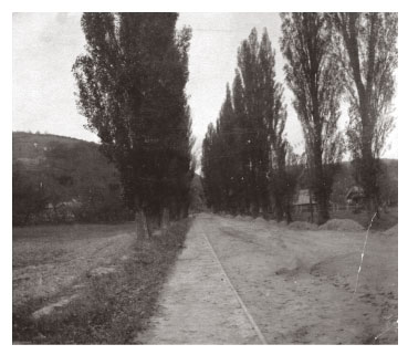Poplar trees lining road in rural 1900s Hungary