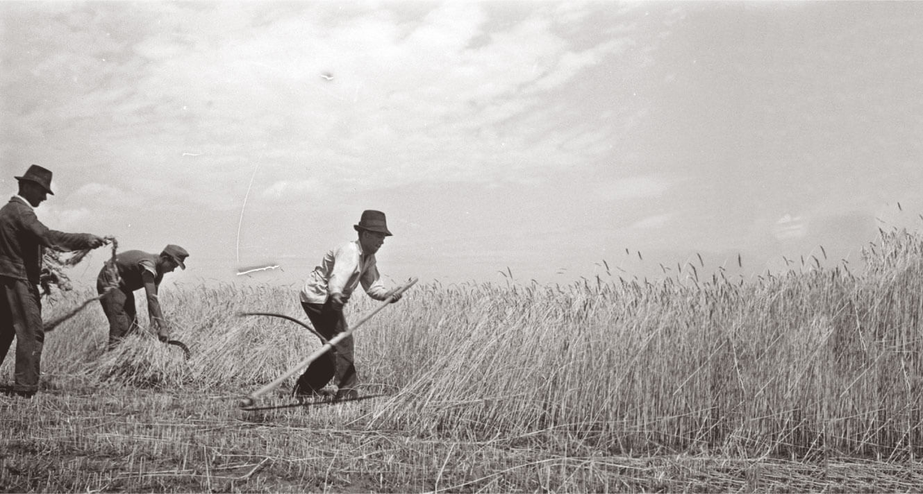Harvest in Hungary with scythes in 1940s