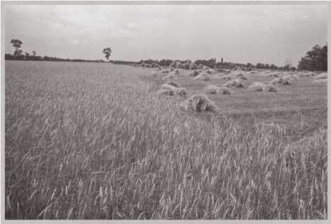 Wheat field