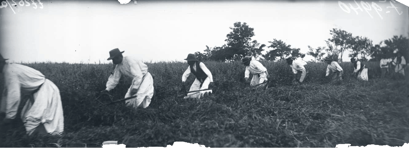 Harvesting with scythes