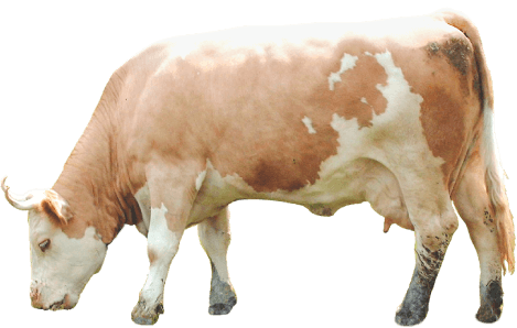 Simmentaler cow