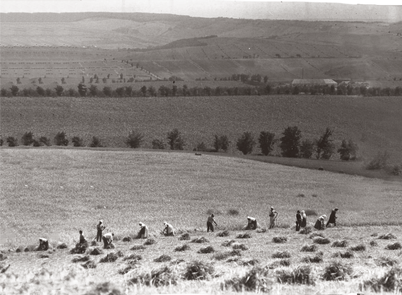 Peasants during harvest