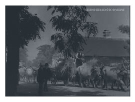 Hungarian farmers driving cattle through rural town in 1932