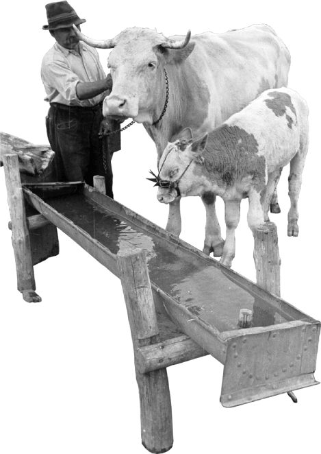 Hungarian Farmer with cow at trough