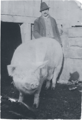 Respected Fábos family farm hand Józsi Bácsi with pig