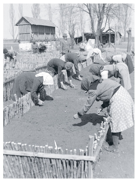 Collective farmworkers in Hungary in 1950