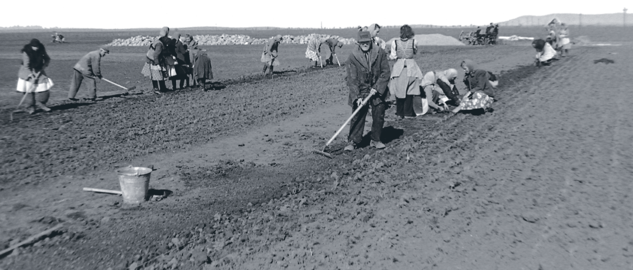 Collective farmworkers in Hungary in 1950