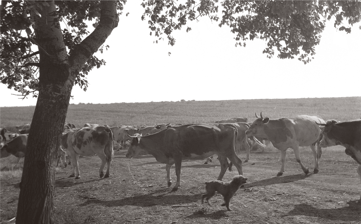 Herd of cows