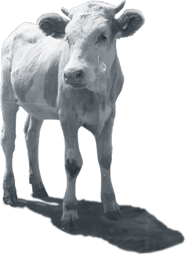 Calf