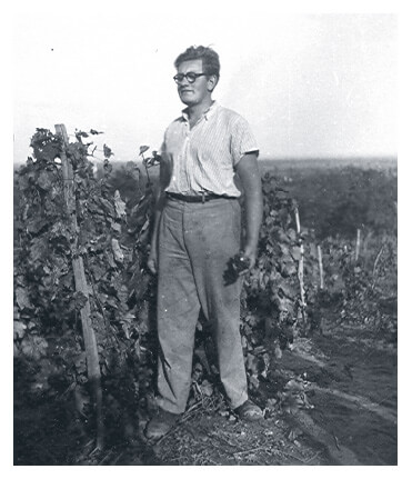 Gyula working at a vineyard in Hungary in 1951