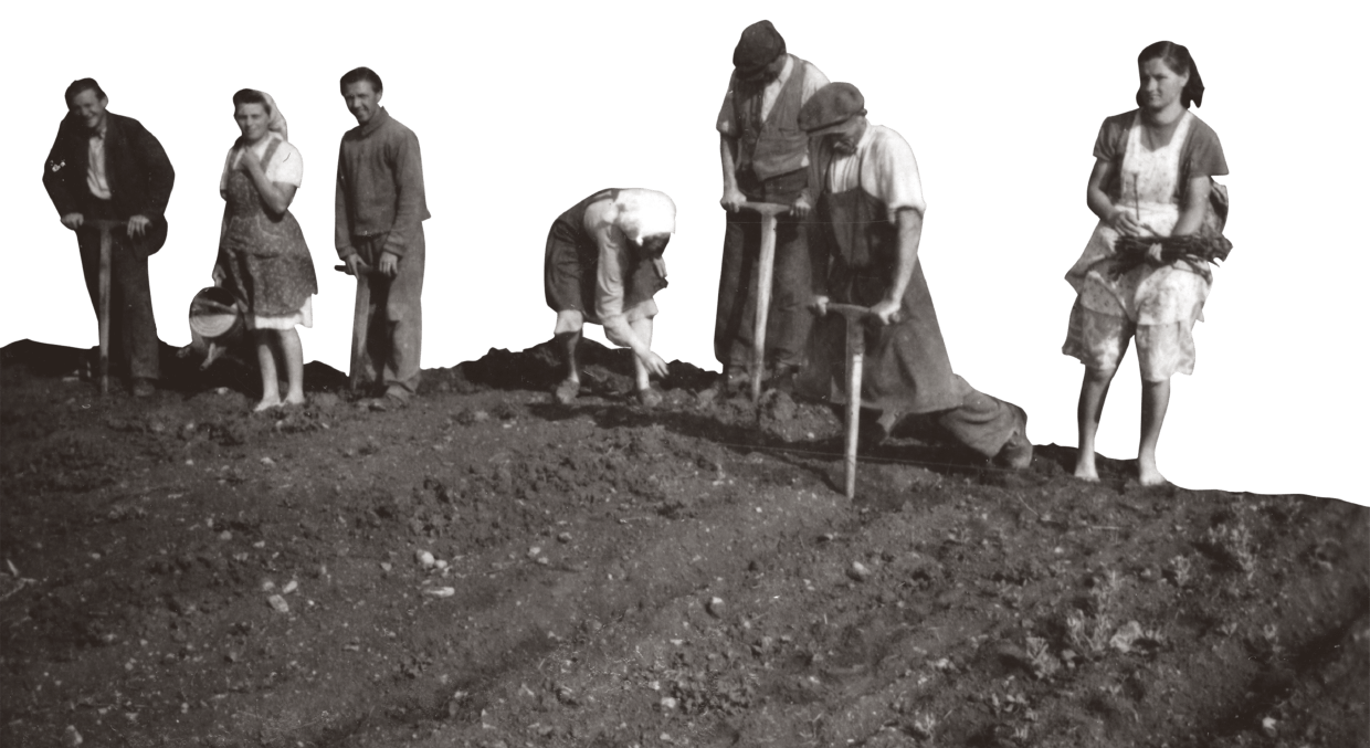 Agricultural workers on a state farm in Balatonakali Hungary