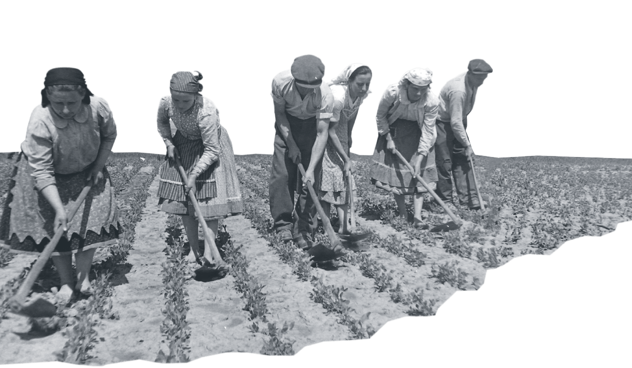 Agricultural work on a state or collective farm in Hungary in 1950