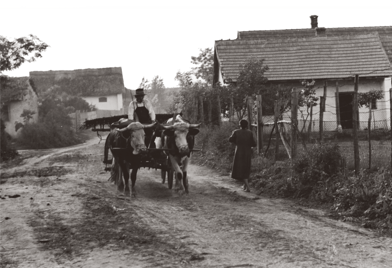 Cattle wagon on country road in 1930s Hungary